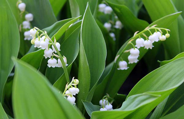 images muguet